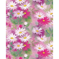 Gift Wrap (24"x100') DAISY DANCE